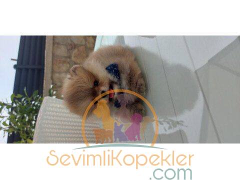 satılık Pomeranian ikinci fotoğrafı