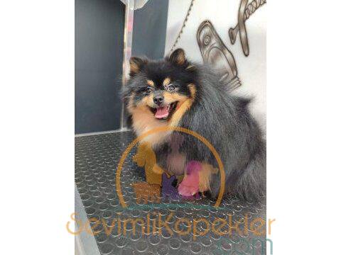 satılık Pomeranian ikinci fotoğrafı