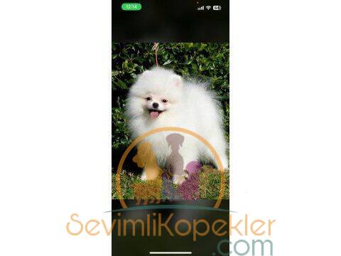 satılık Pomeranian ikinci fotoğrafı