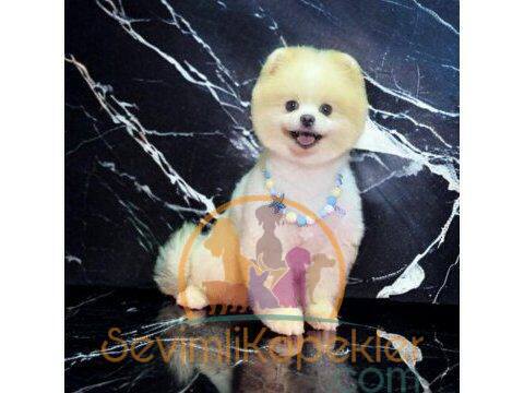 satılık Pomeranian ikinci fotoğrafı