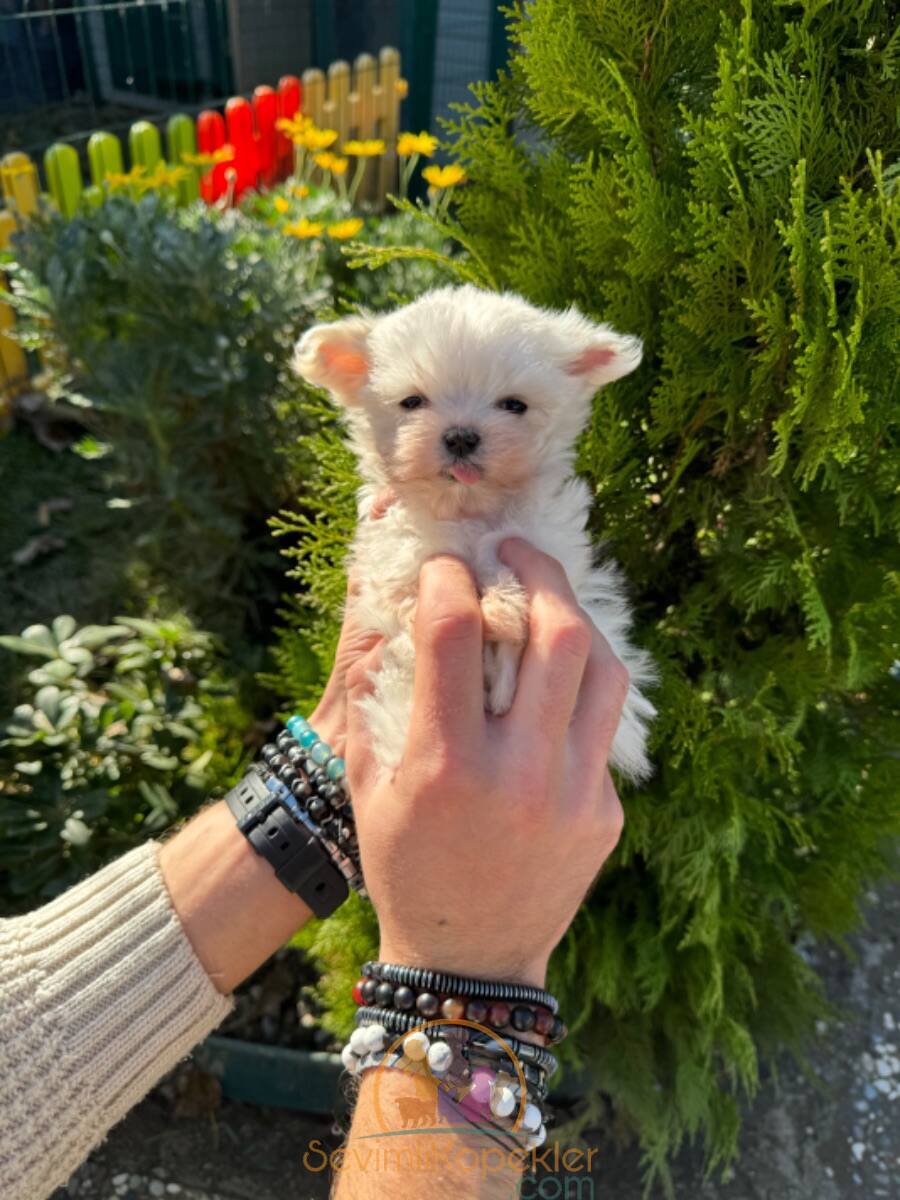 satılık Terrier Maltese fiyatı