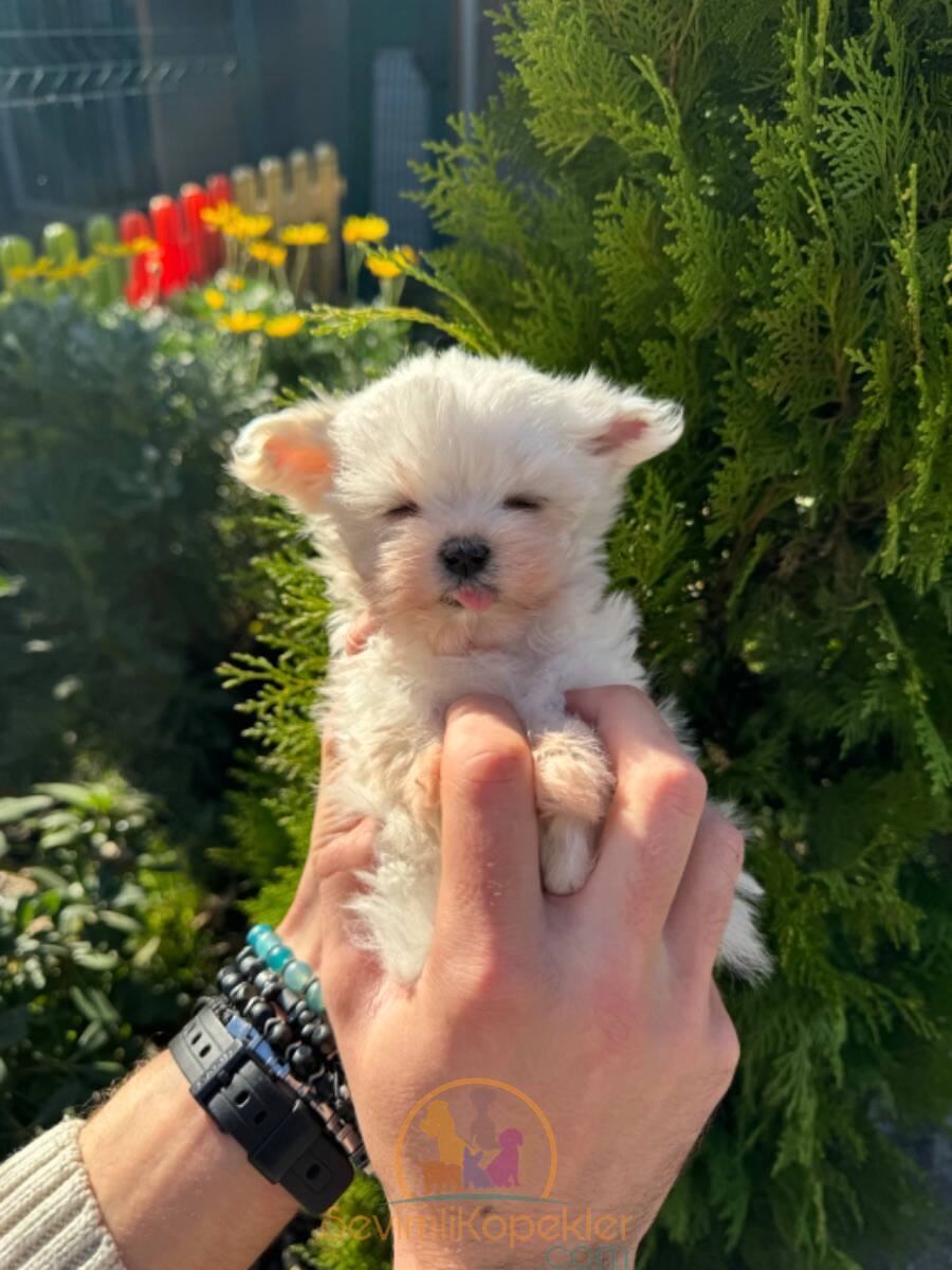 satılık Terrier Maltese ikinci fotoğrafı