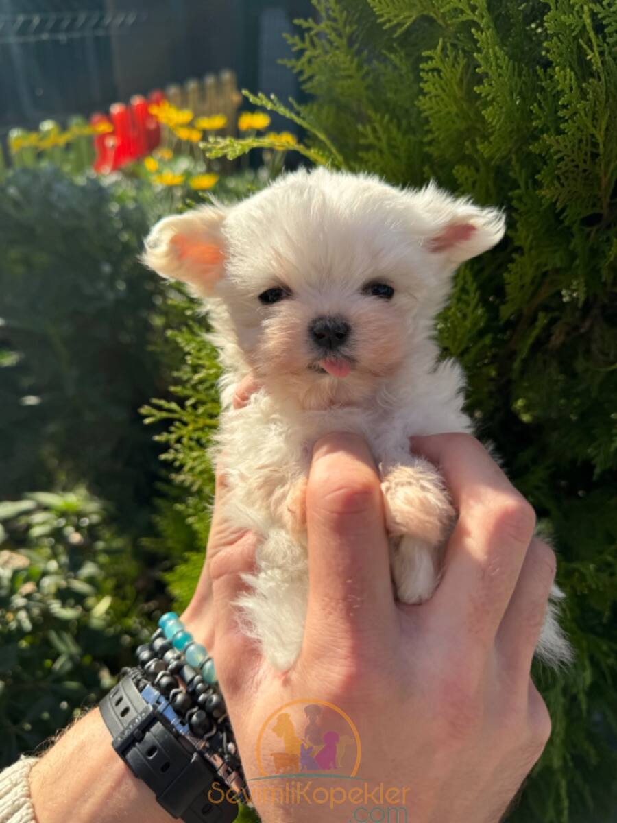 satılık Terrier Maltese üçüncü fotoğrafı