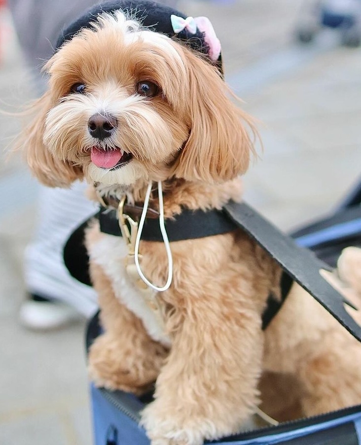 satılık Maltipoo ikinci fotoğrafı