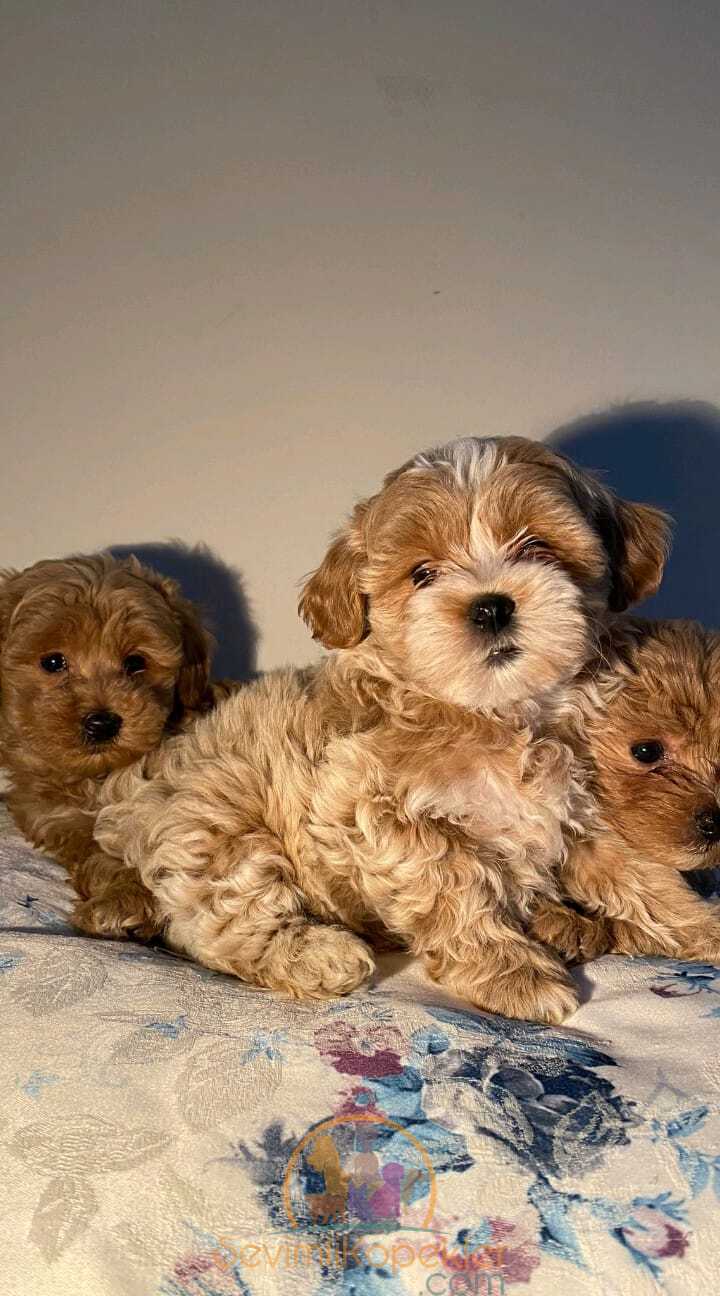 satılık Maltipoo fiyatı