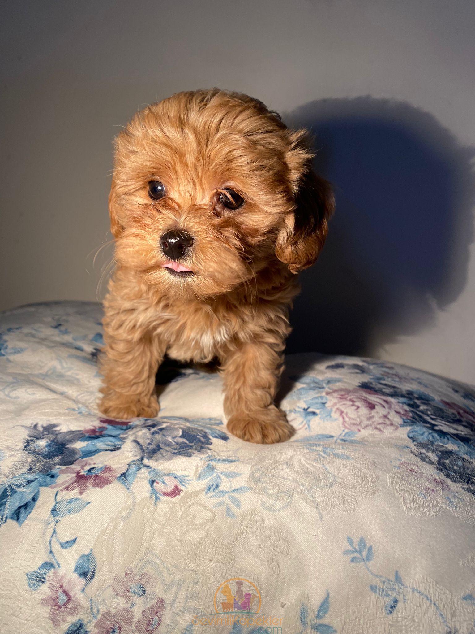 satılık Maltipoo ikinci fotoğrafı