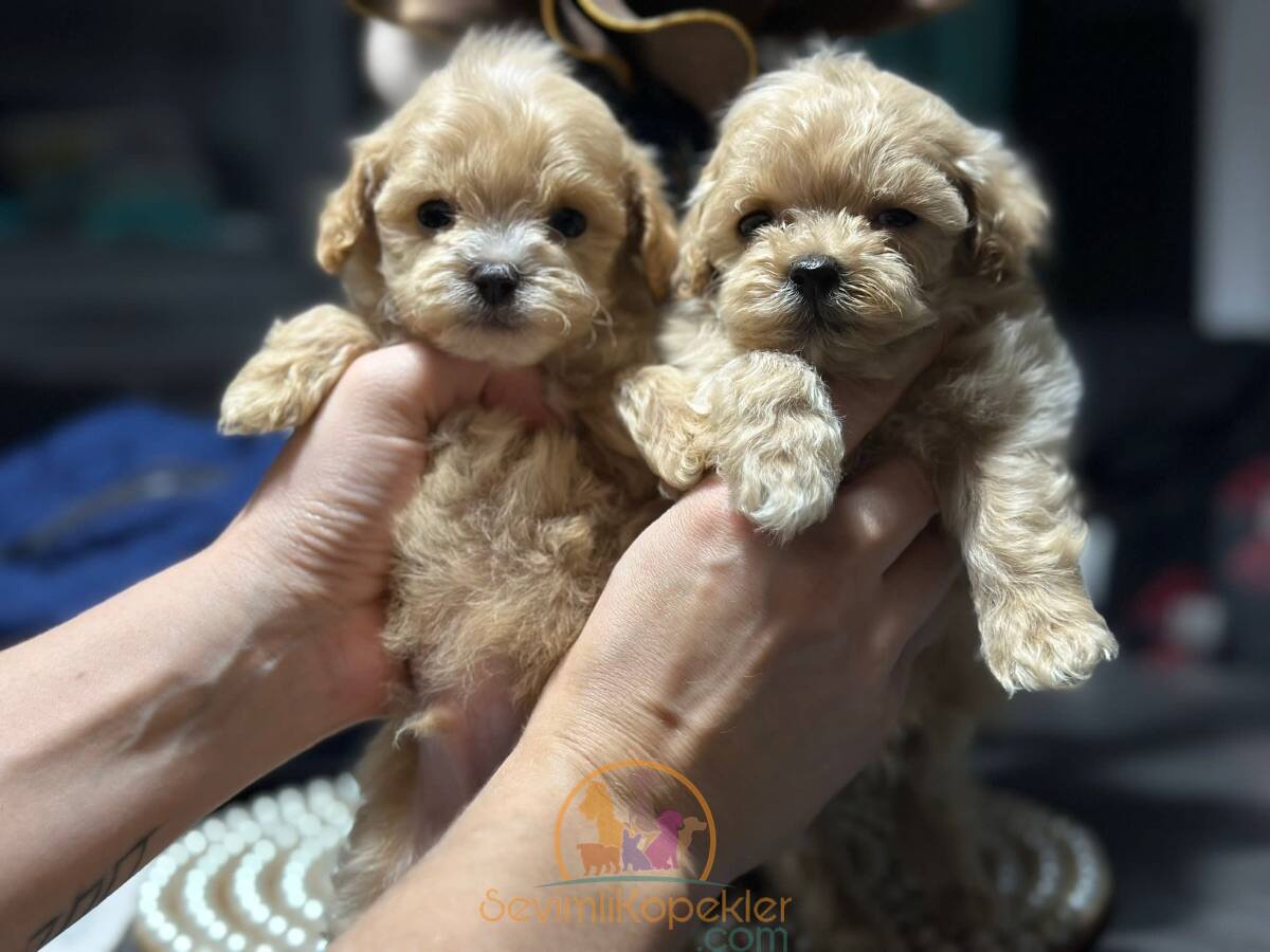 satılık Maltipoo fiyatı