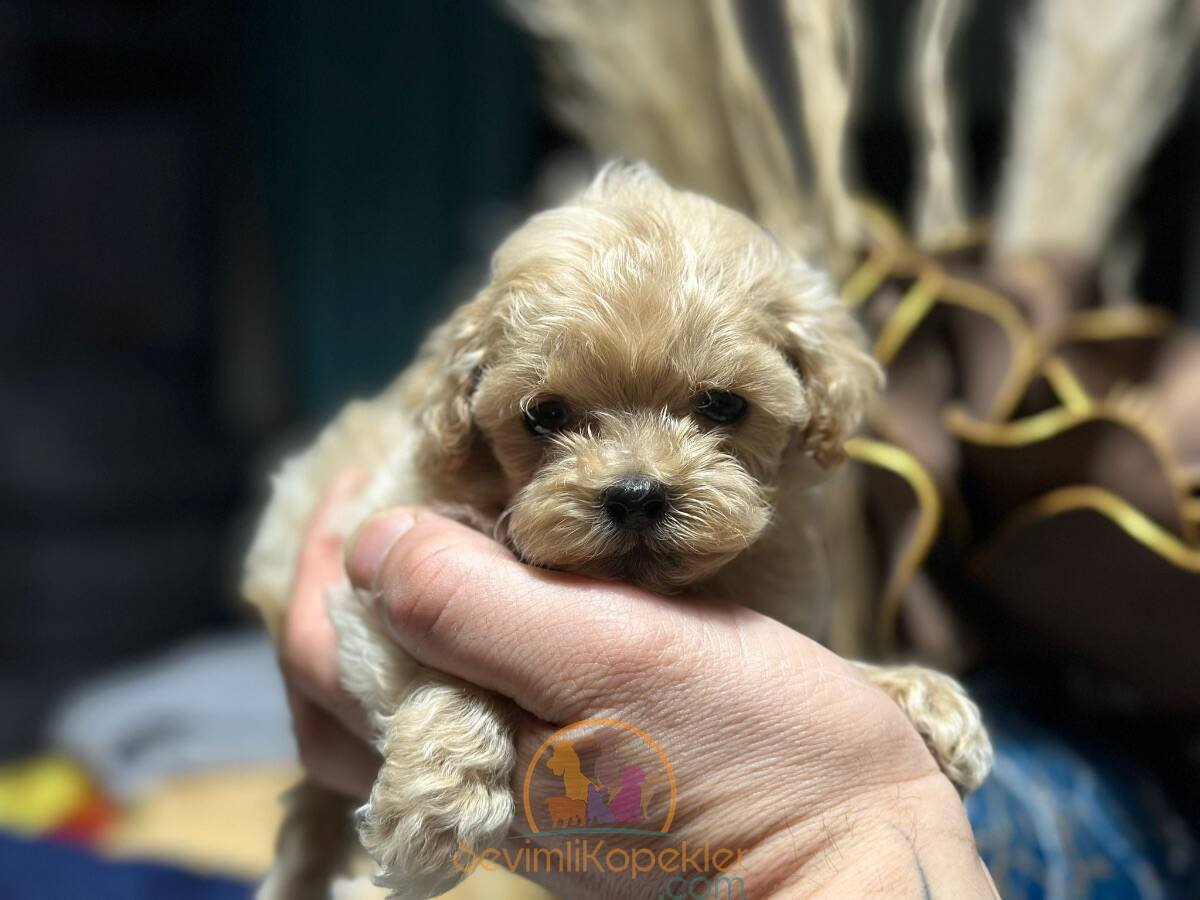 satılık Maltipoo ikinci fotoğrafı