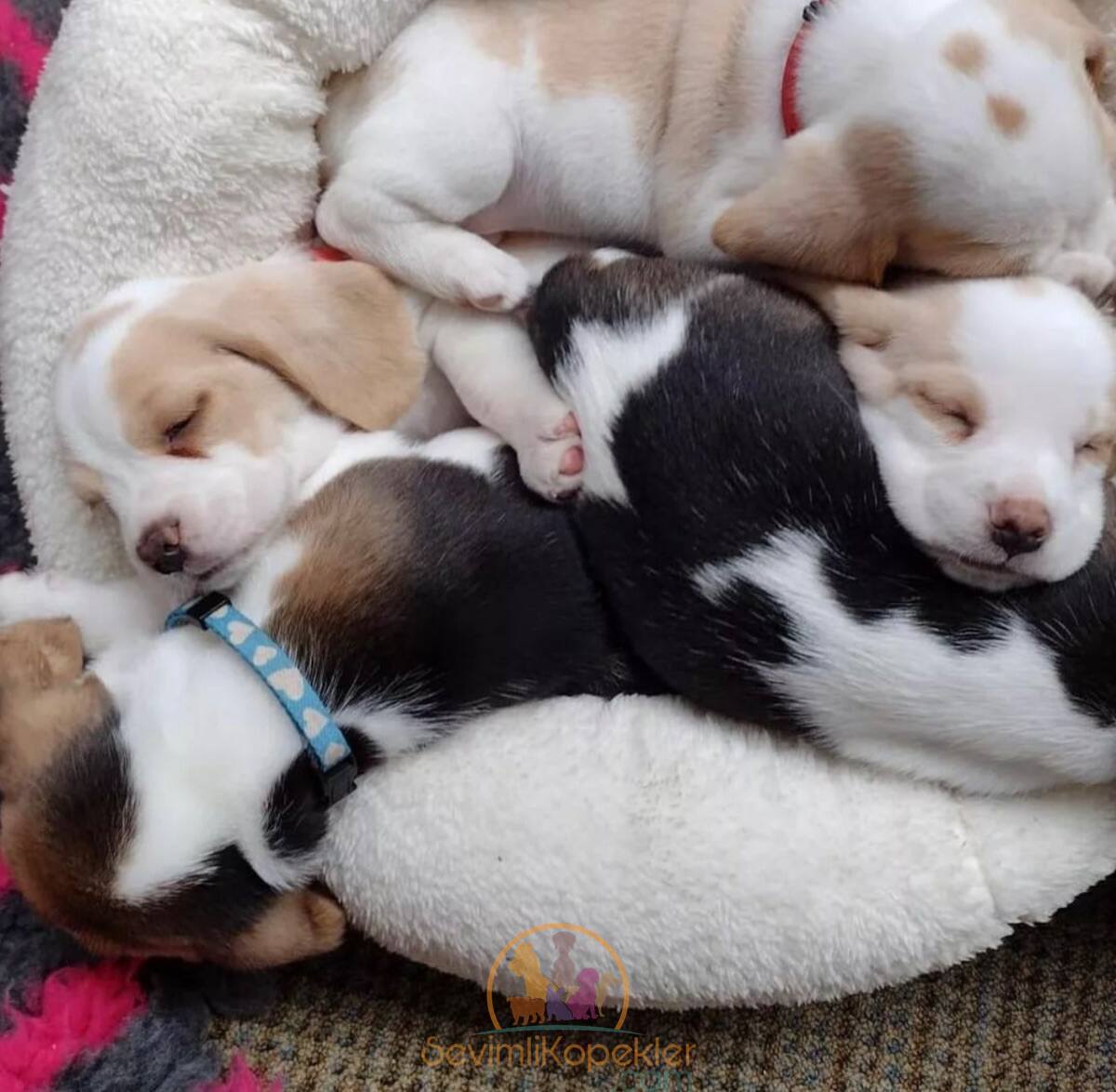 satılık Beagle ikinci fotoğrafı