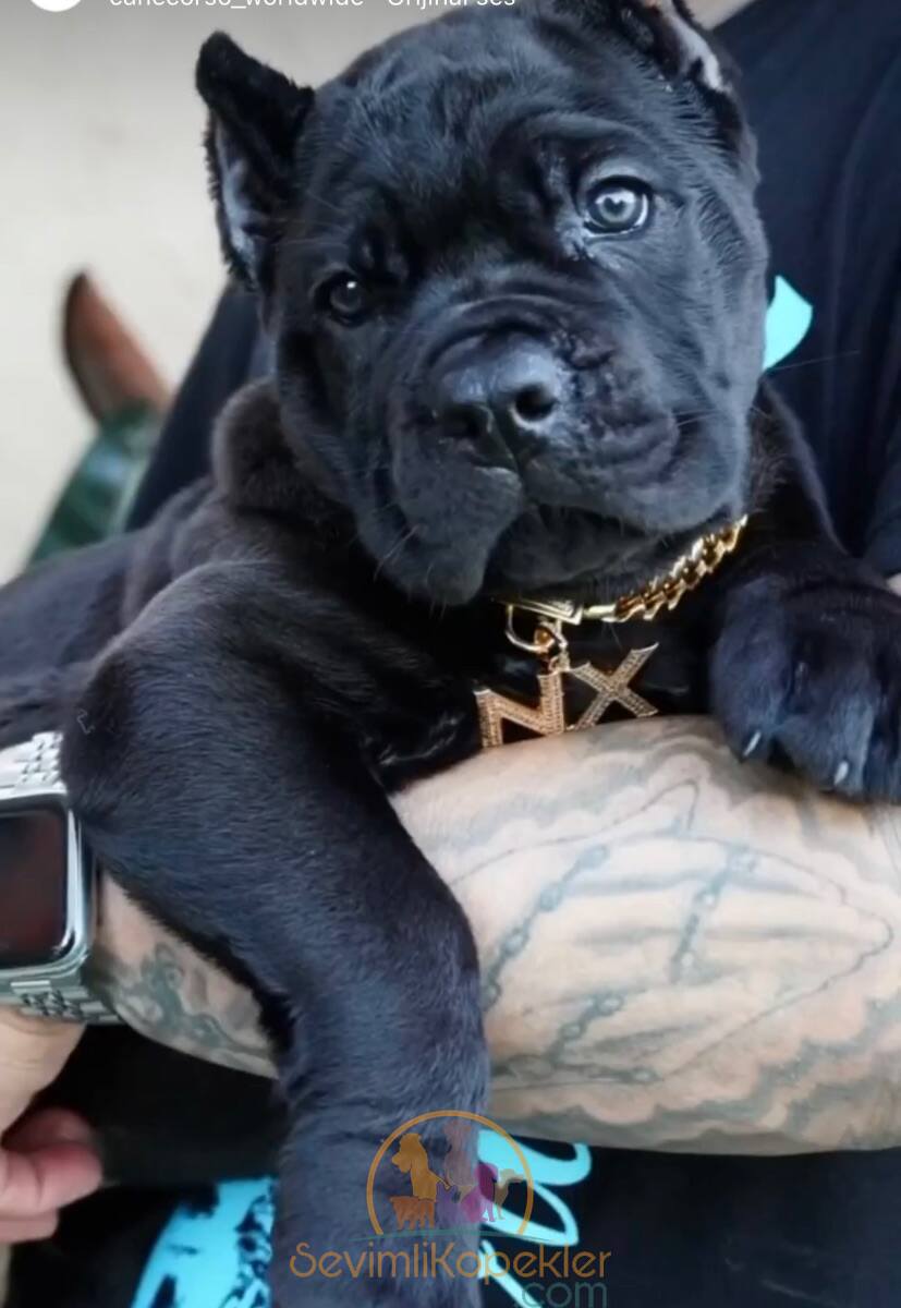 satılık Cane Corso ikinci fotoğrafı