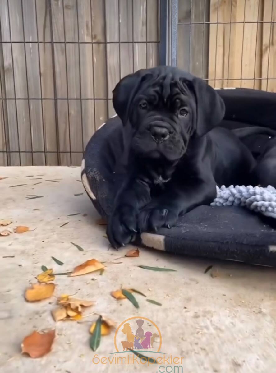 satılık Cane Corso üçüncü fotoğrafı