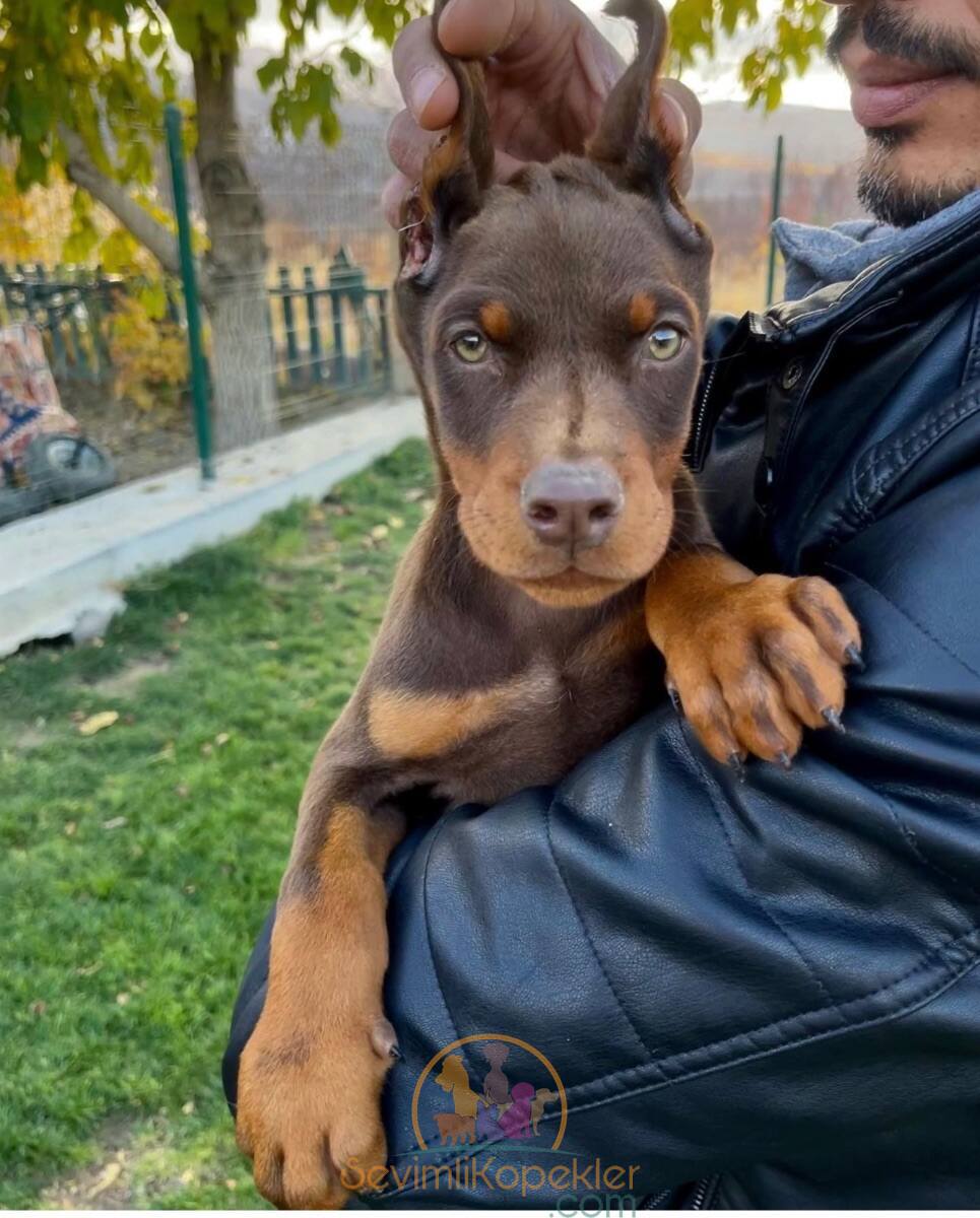 satılık Doberman ikinci fotoğrafı