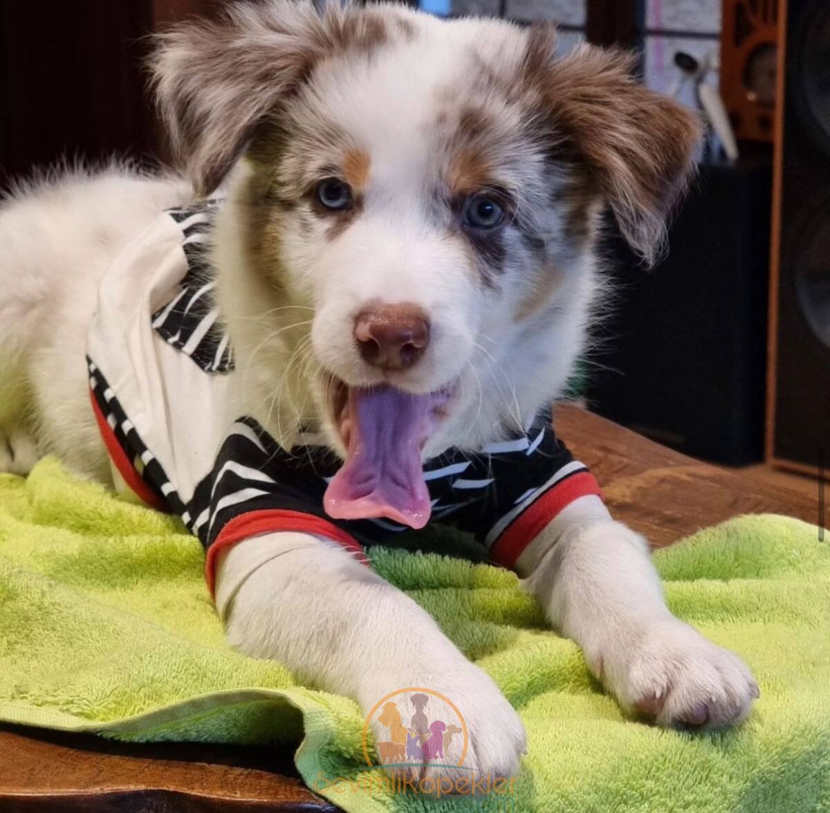 satılık Border Collie fiyatı