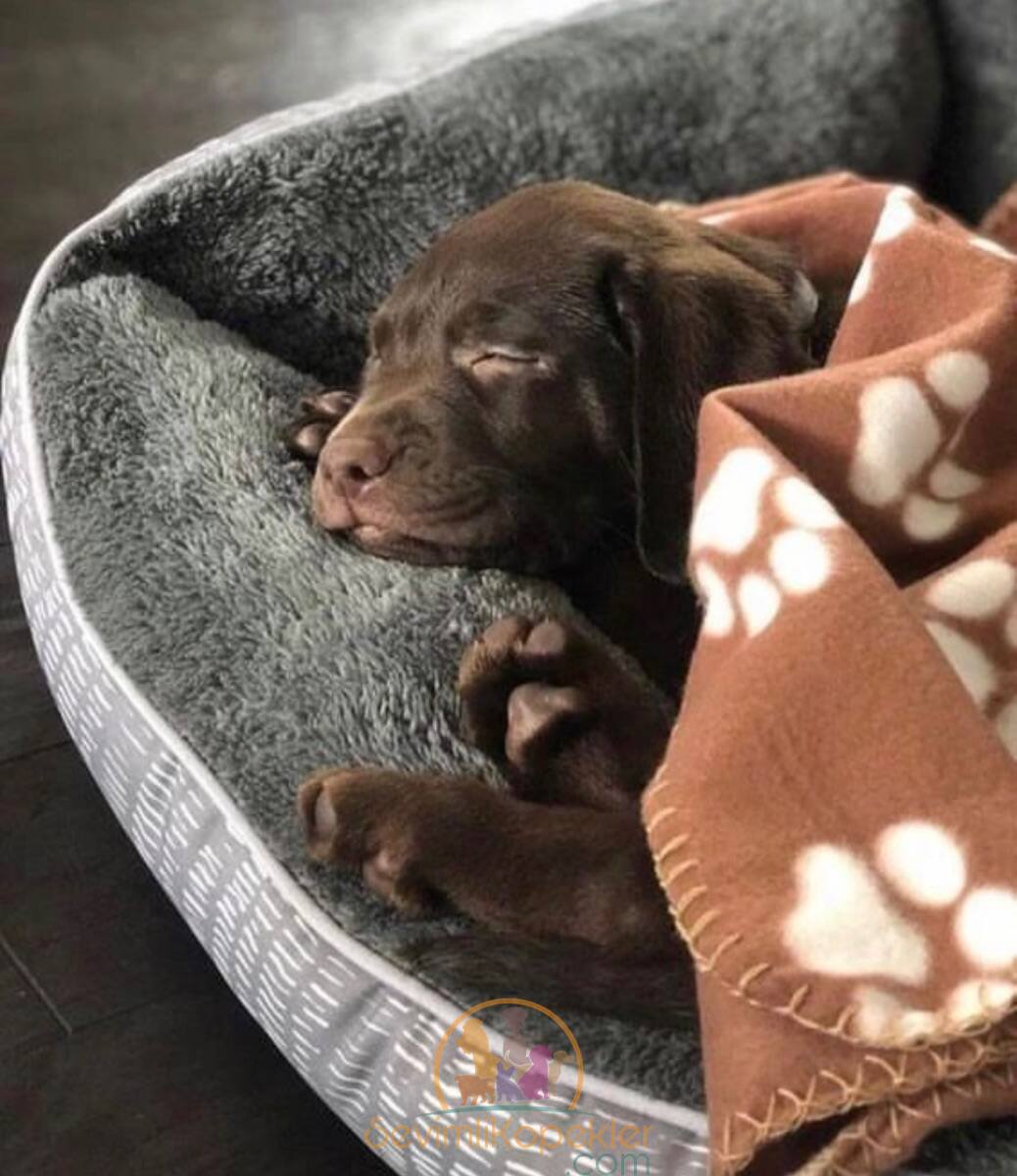 satılık Labrador ikinci fotoğrafı