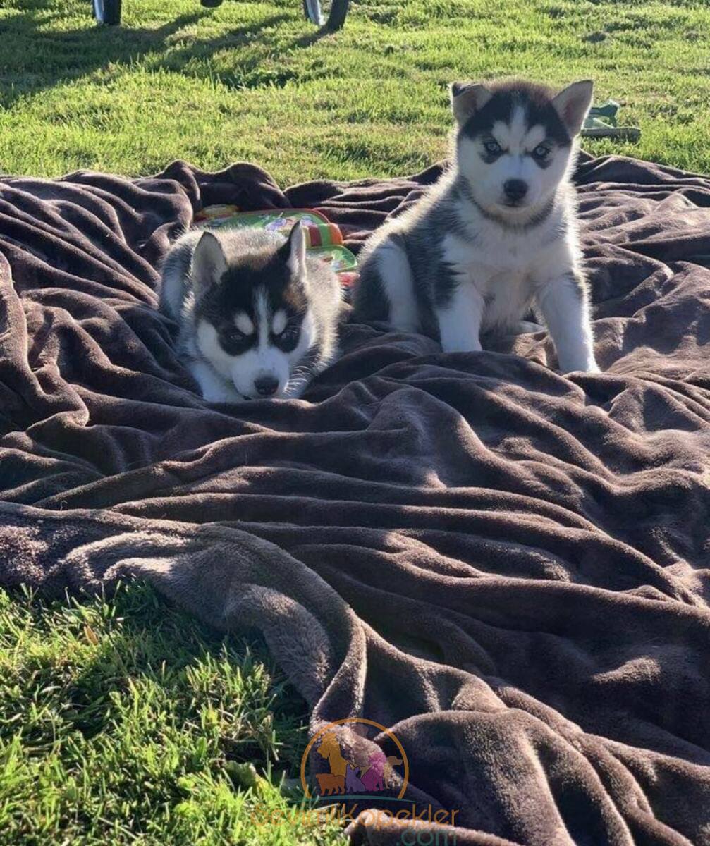 satılık Husky ikinci fotoğrafı