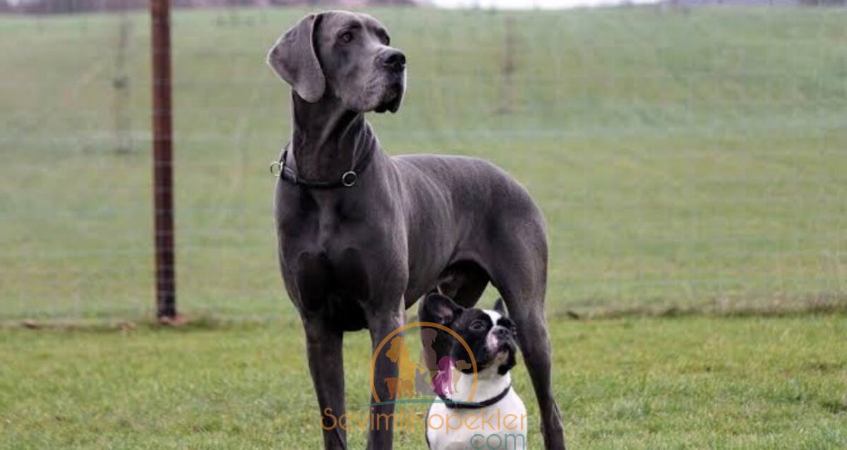 satılık-Great Dane-1