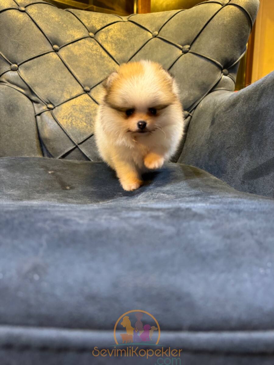 satılık Pomeranian fiyatı