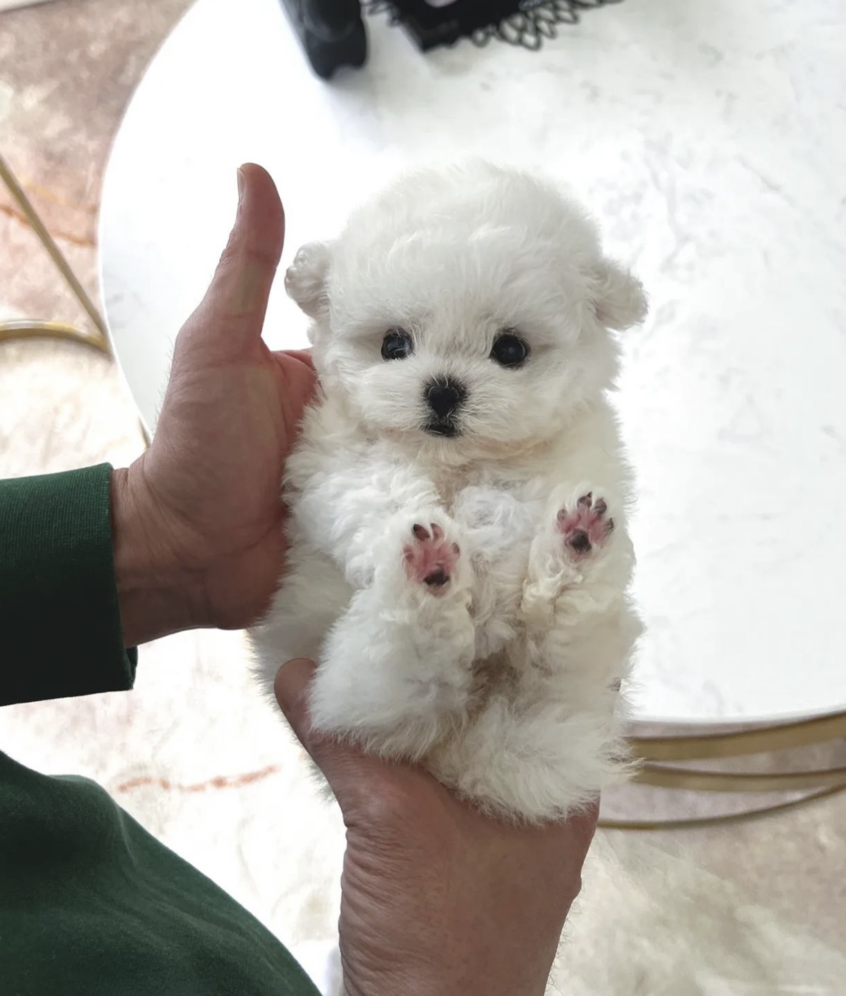 satılık Terrier Maltese ikinci fotoğrafı