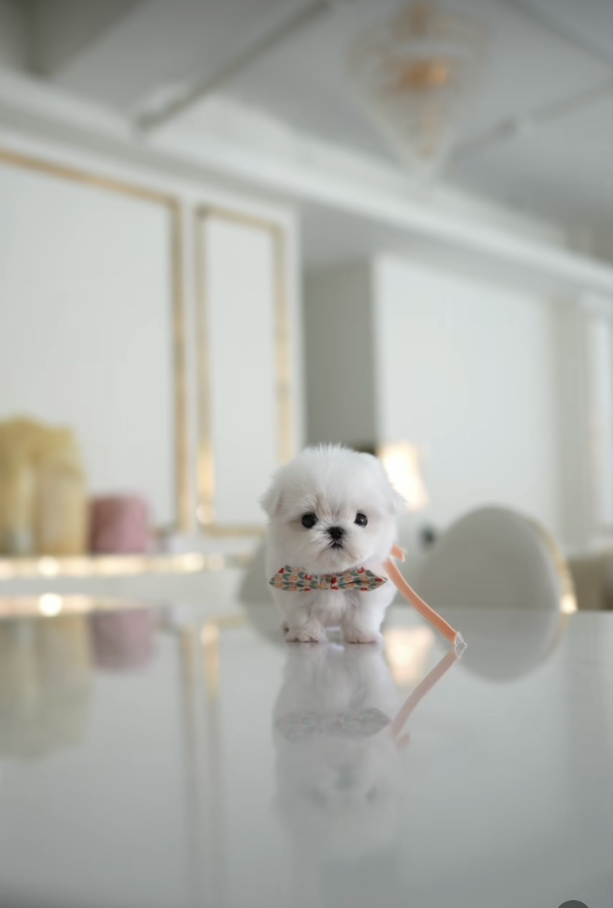 satılık Terrier Maltese üçüncü fotoğrafı