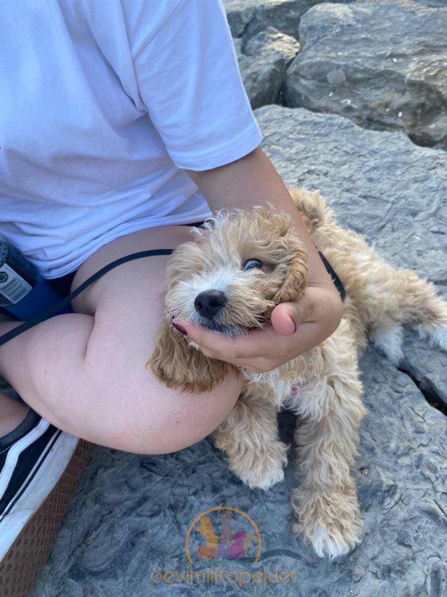 satılık Maltipoo üçüncü fotoğrafı