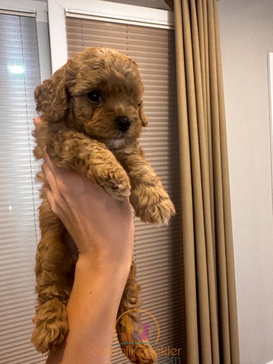 satılık Poodle Toy ikinci fotoğrafı