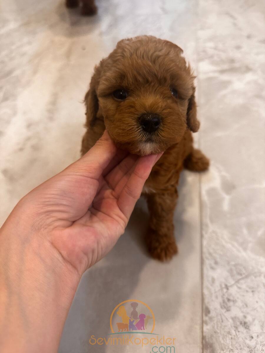 satılık Poodle Toy üçüncü fotoğrafı