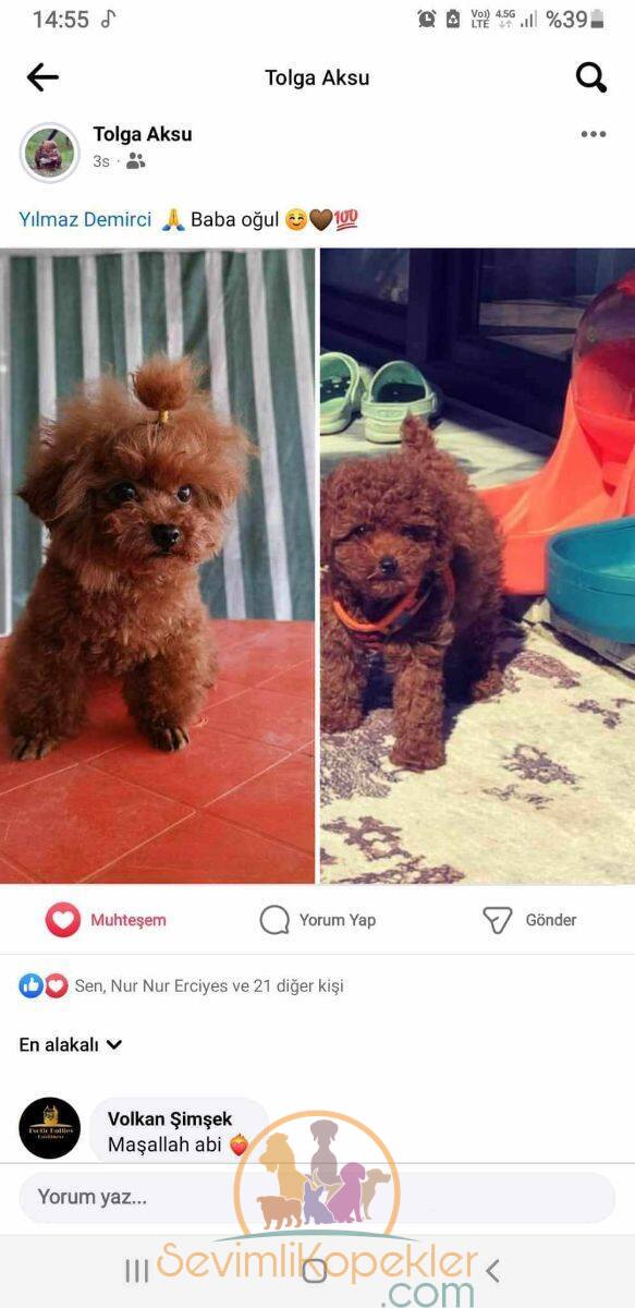 satılık Poodle Toy üçüncü fotoğrafı