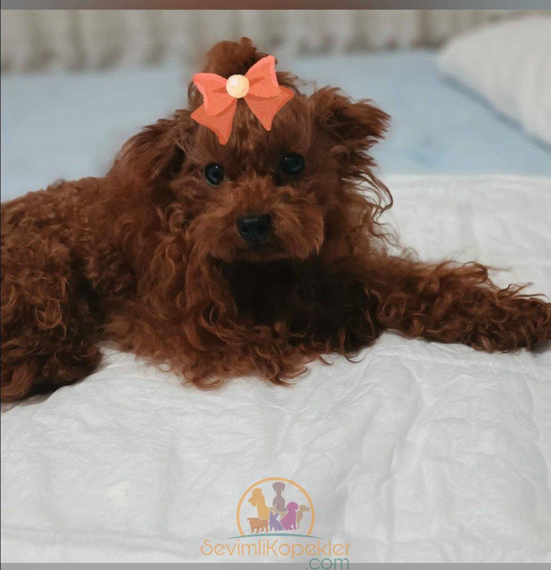 satılık Poodle Toy dördüncü fotoğrafı