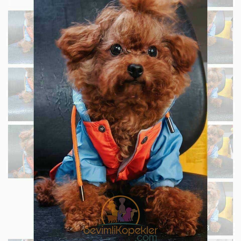 satılık Poodle Toy beşinci fotoğrafı