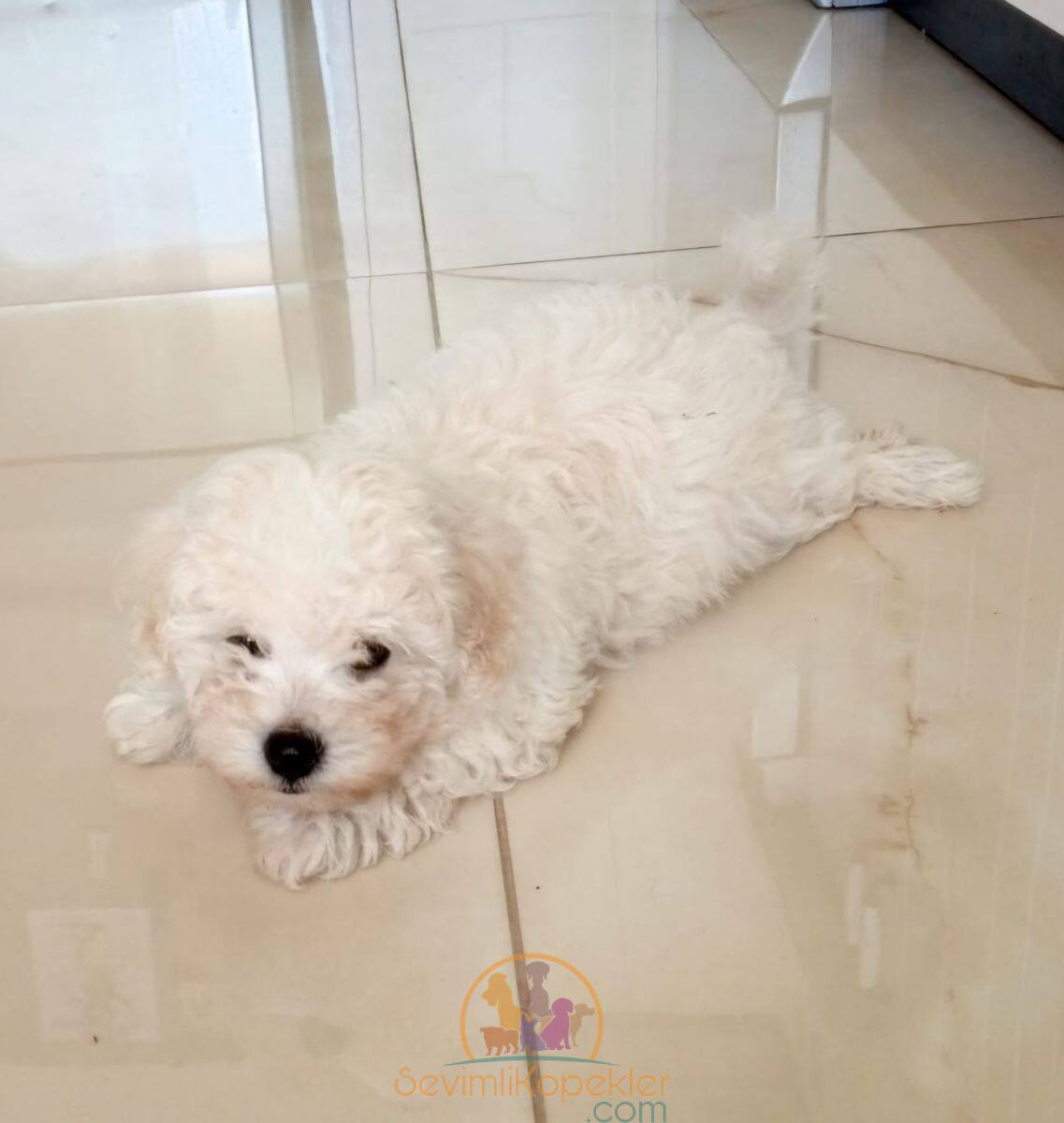 satılık Poodle Toy dördüncü fotoğrafı