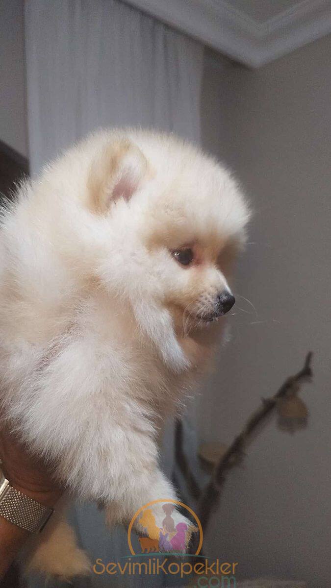 satılık Pomeranian fiyatı