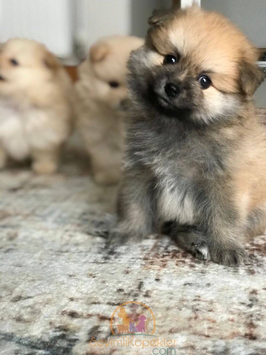 satılık Pomeranian ikinci fotoğrafı