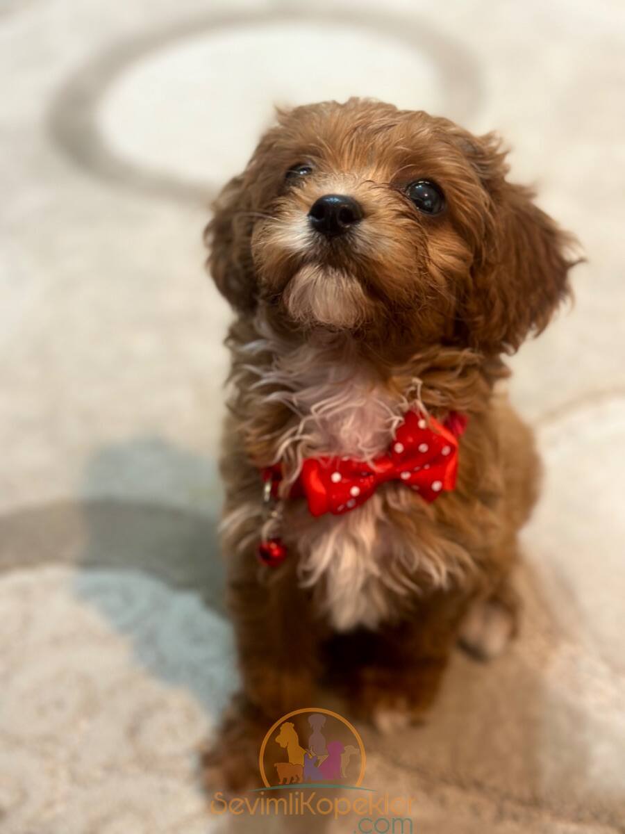 satılık Maltipoo ikinci fotoğrafı