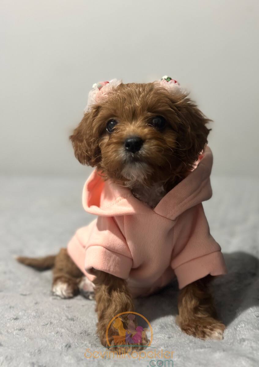 satılık Maltipoo üçüncü fotoğrafı