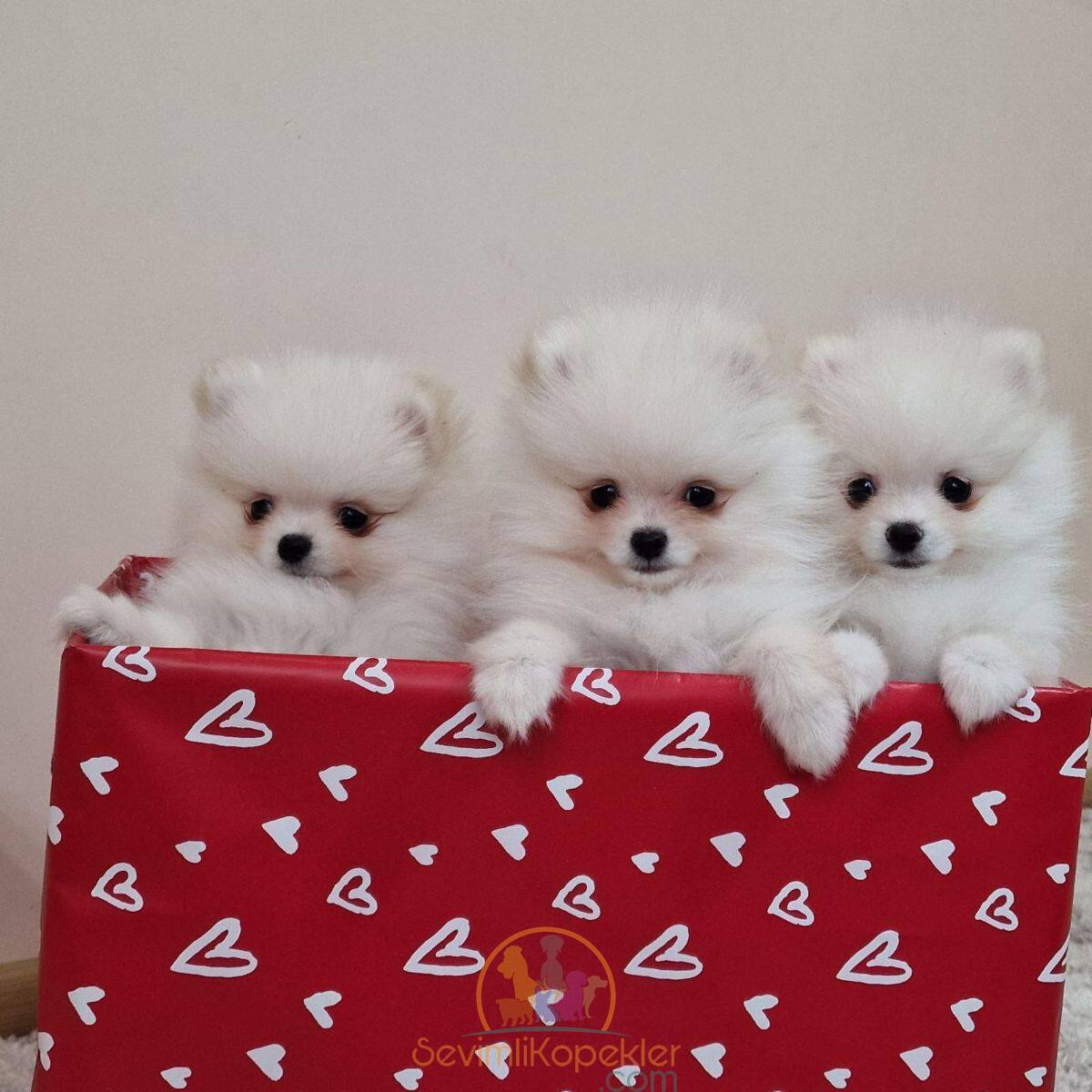 satılık Pomeranian dördüncü fotoğrafı