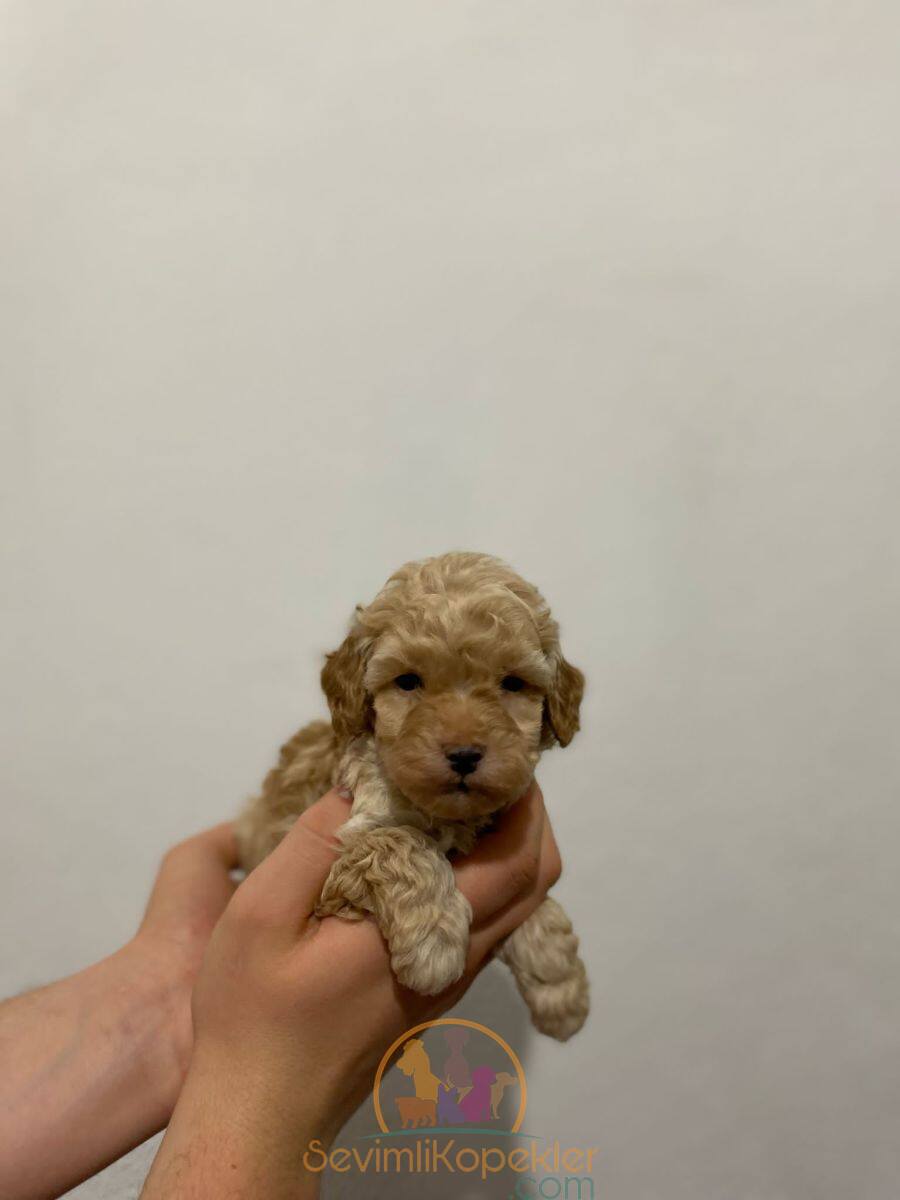 satılık Maltipoo fiyatı