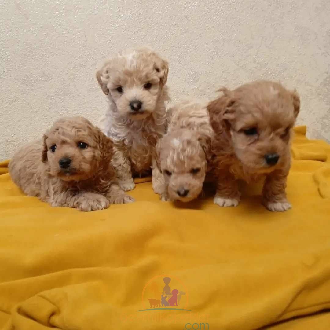 satılık Maltipoo ikinci fotoğrafı