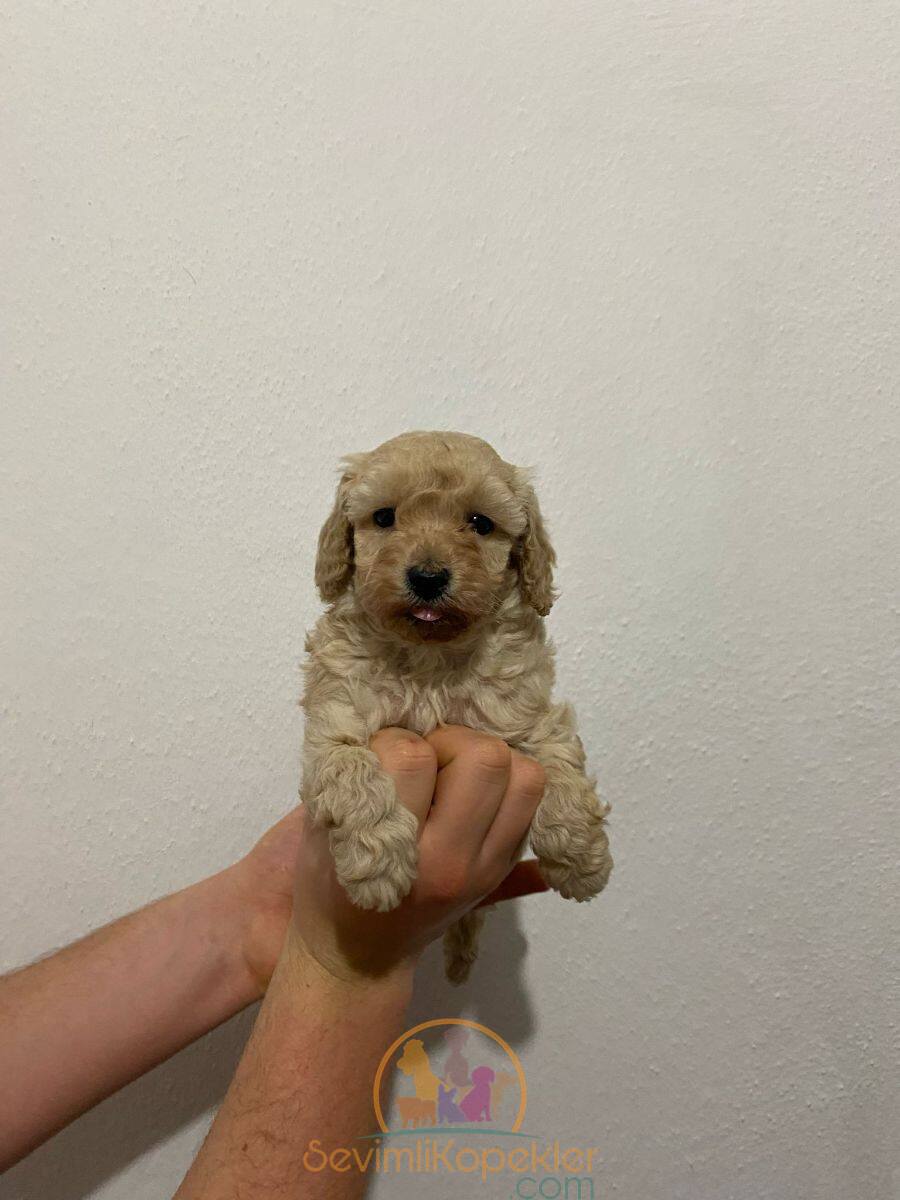 satılık Maltipoo dördüncü fotoğrafı