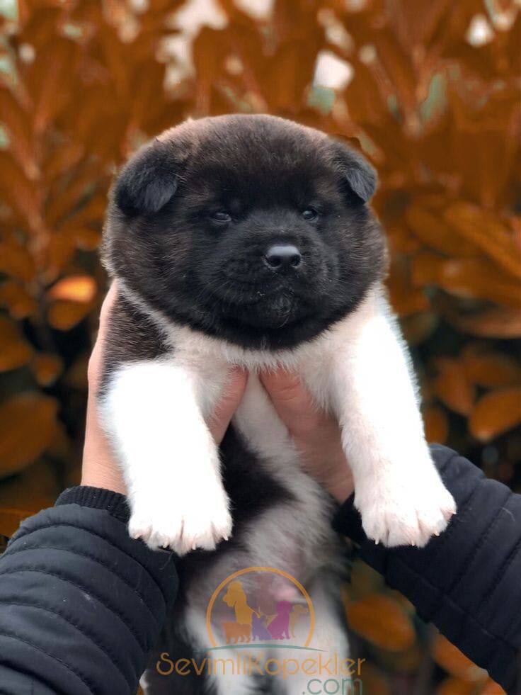 satılık Akita Inu üçüncü fotoğrafı