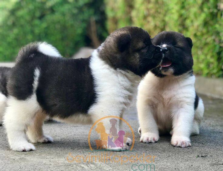 satılık Akita Inu dördüncü fotoğrafı