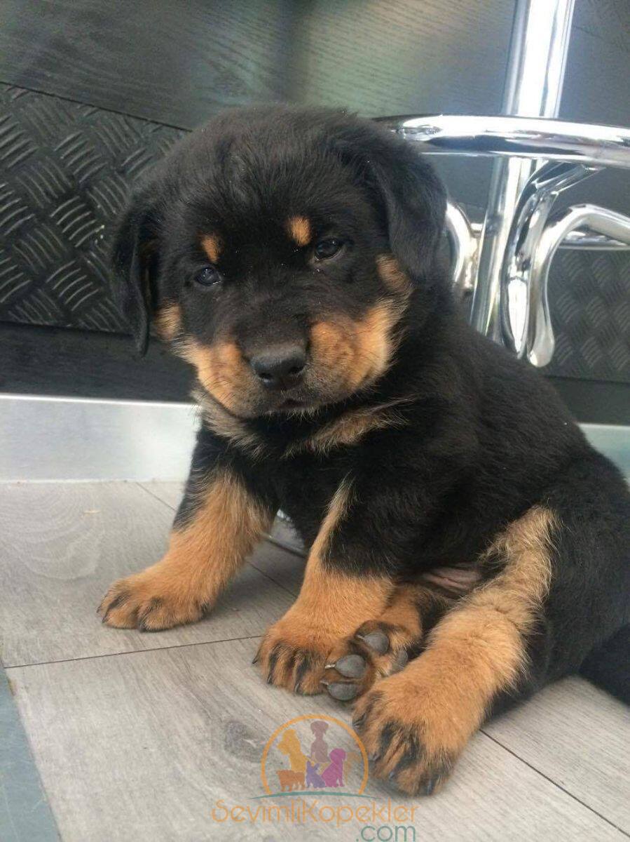 satılık Rottweiler beşinci fotoğrafı