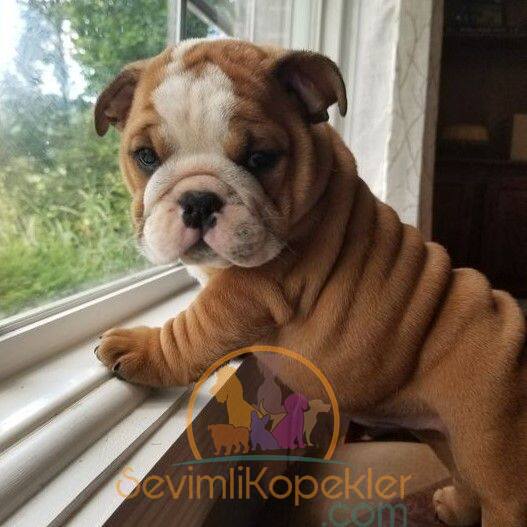 satılık English Bulldog ikinci fotoğrafı