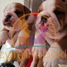 satılık English Bulldog üçüncü fotoğrafı