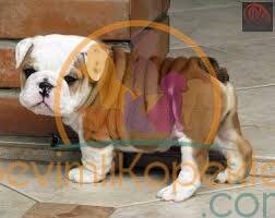 satılık English Bulldog beşinci fotoğrafı