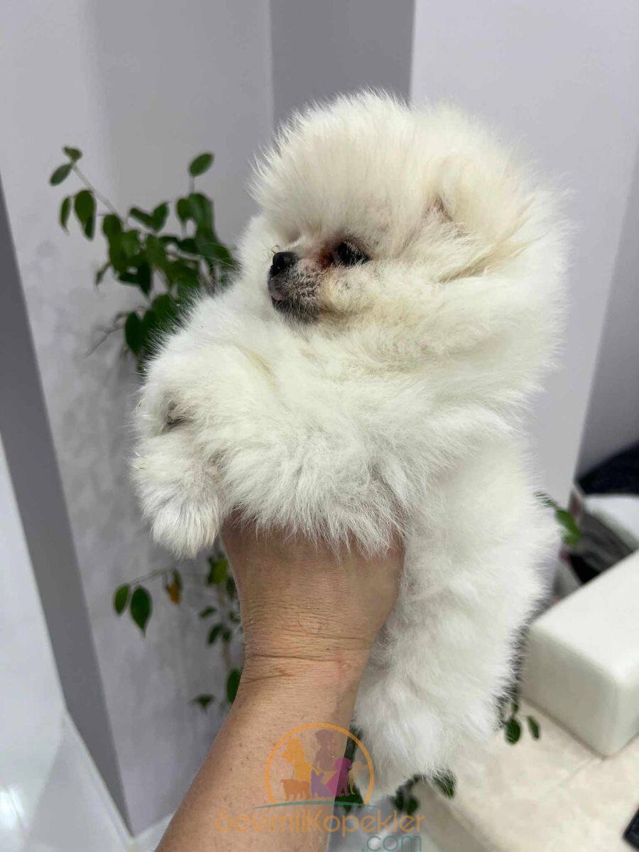 satılık Pomeranian dördüncü fotoğrafı