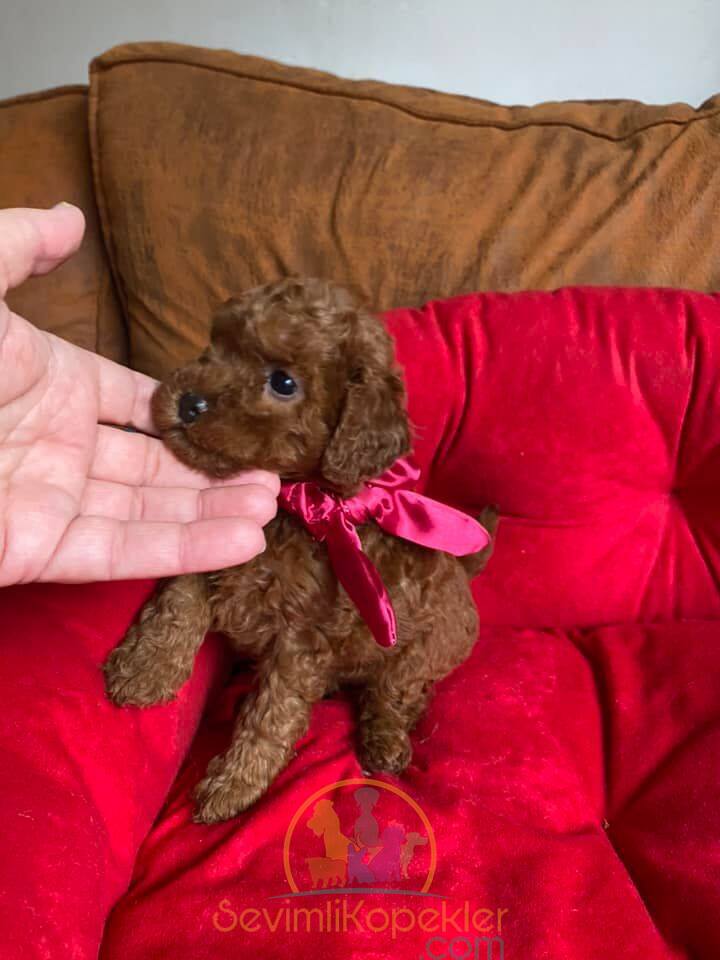 satılık Poodle Toy üçüncü fotoğrafı