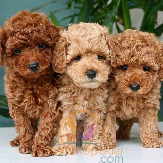 satılık Poodle Toy dördüncü fotoğrafı