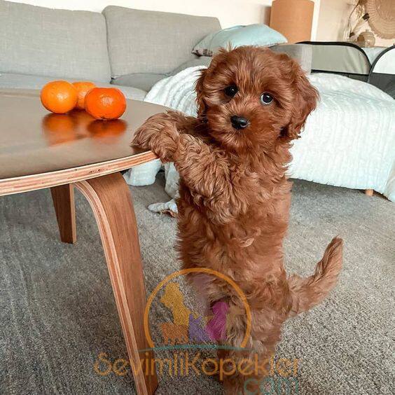 satılık Poodle Toy beşinci fotoğrafı