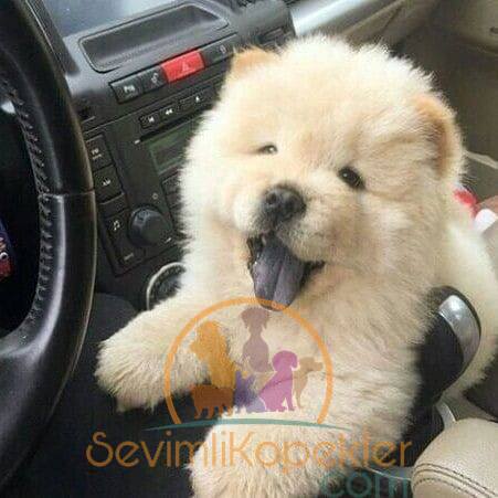 satılık Chow Chow ikinci fotoğrafı