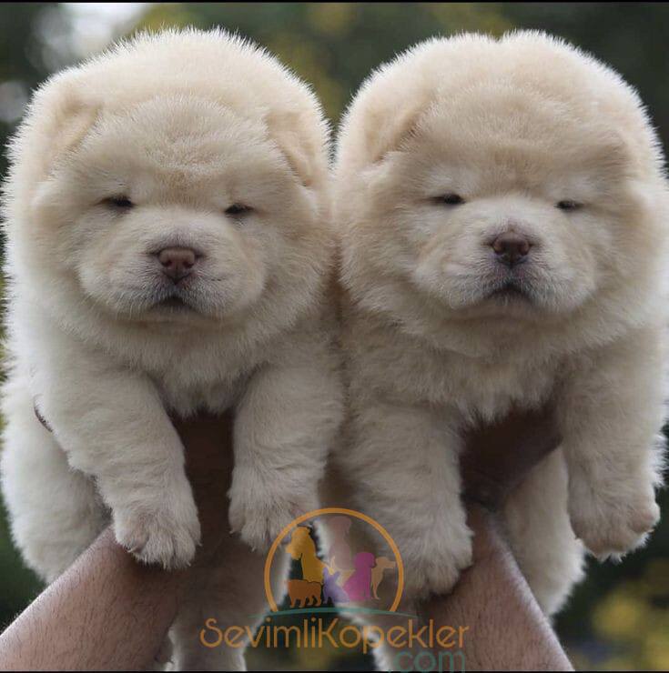 satılık Chow Chow üçüncü fotoğrafı